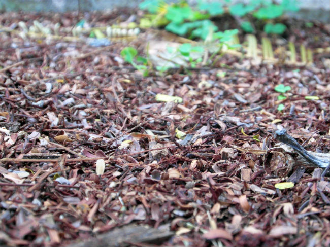 Dead leaves and mulch