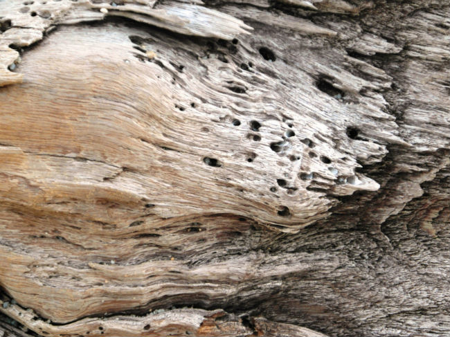 Holes and excavations in wood
