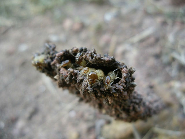Subterranean termite types at work