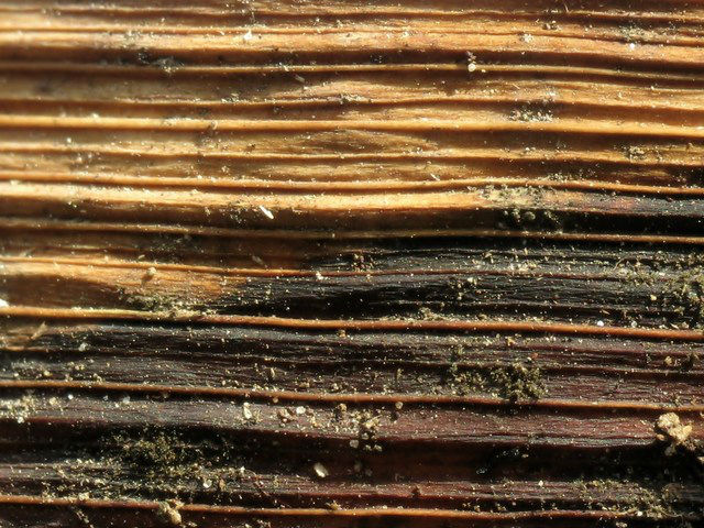 Termite infestation signs on wood