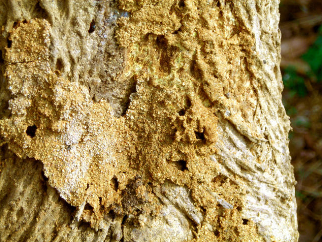 Drywood termite types formation