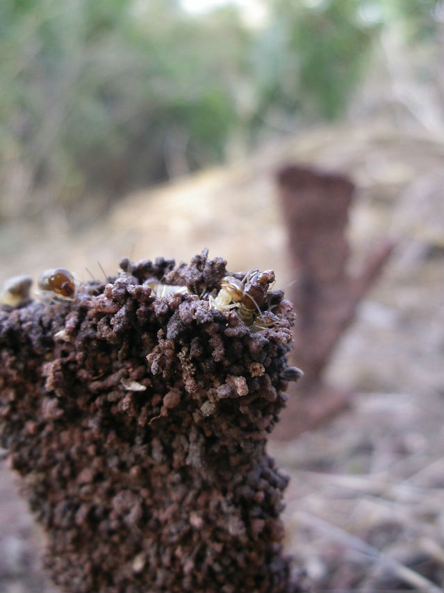 Subterranean termites at work