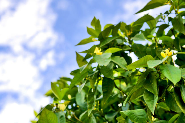 Citrus flowers contain orange terpenes for termite treatment