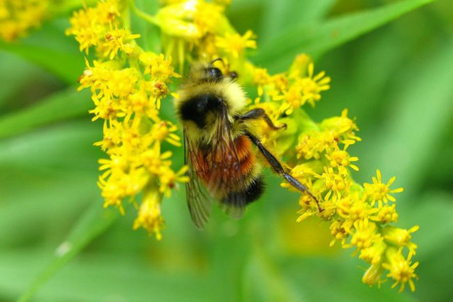 Honeybee secrete venom with Melittin for biotech termite pest control baits