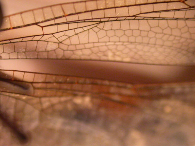 Natural geometrics of termite wing