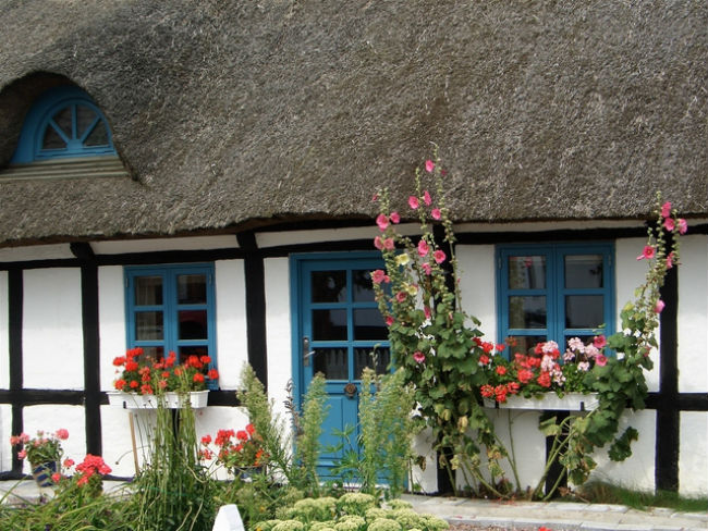 Timbered house as a paradize for subterranean termite species