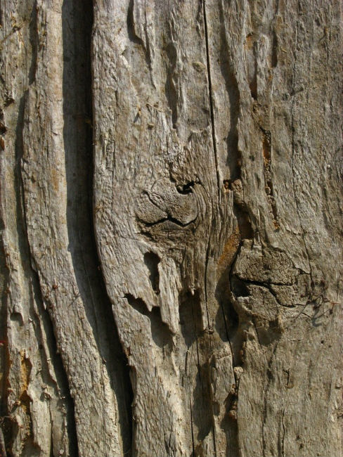 Undecayed wood with galleries and chambers left by drywood termites