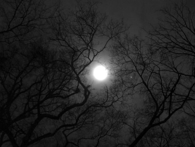 Moonlight is a termite light sensitive level