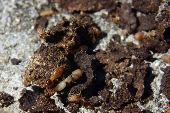 Subterranean termites in the soil