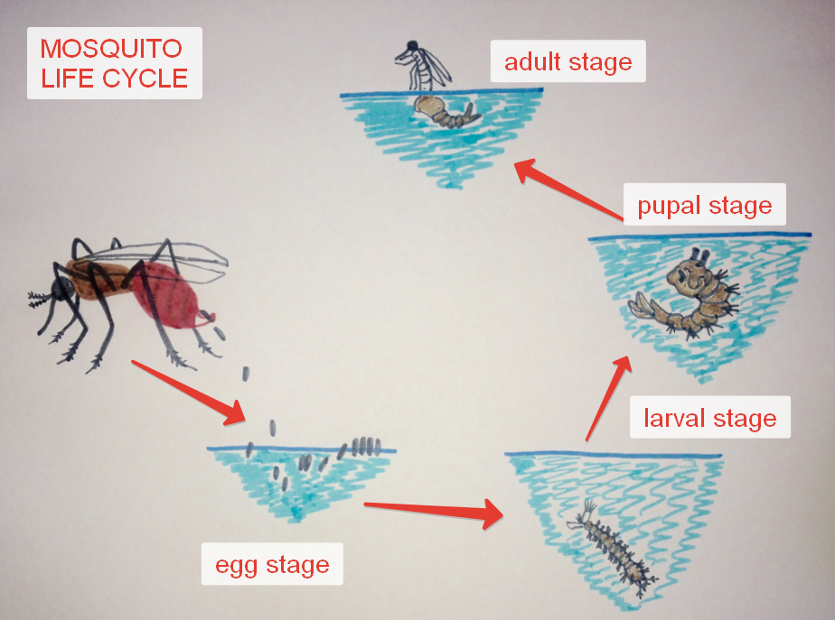 Mosquito life cycle takes place in water and in air