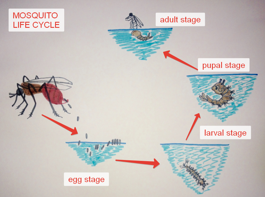 Mosquito Life Cycle Takes Place In Water And In Air