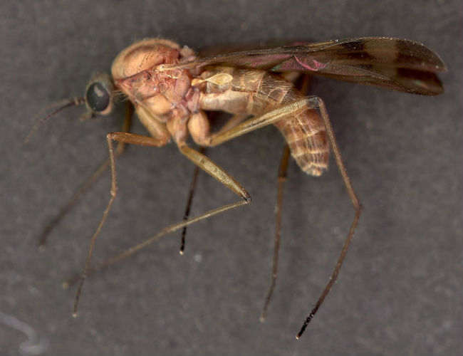 Adult in mosquito life cycle