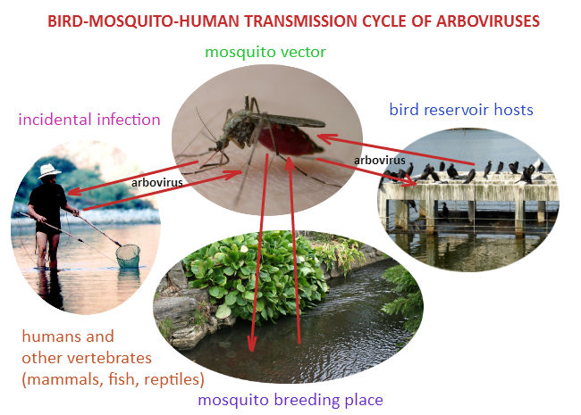 Arbovirus transmission cycle