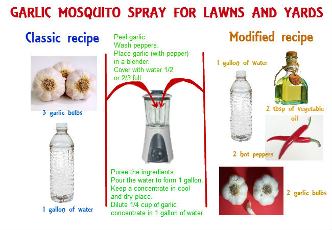 DIY garlic mosquito spray for lawns and yards
