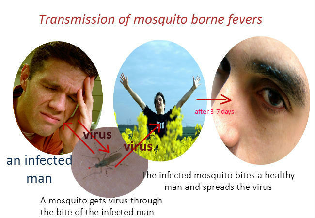 Transmission of mosquito-borne viruses