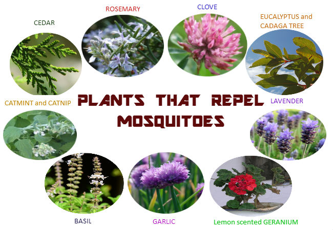 backyard mosquito repellent plants