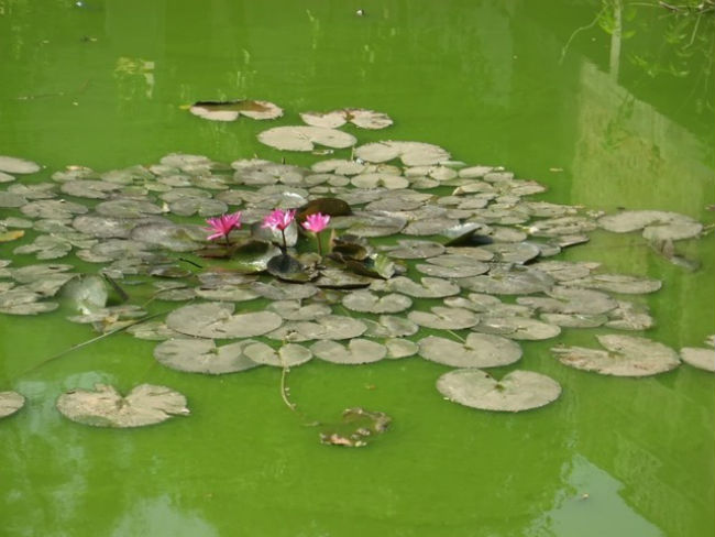 stagnant water to be treated with garlic mosquito repellent diy