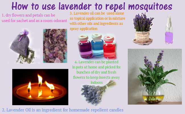 How to use lavender for mosquito repellent