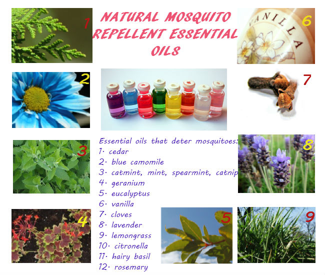 Natural mosquito repellent essential oils