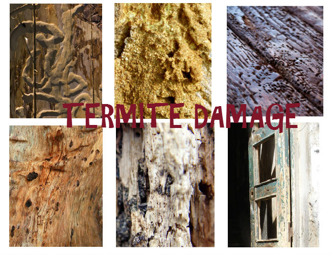 Termite damage