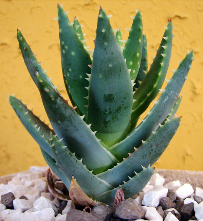 Aloe vera juice as one of the cures for mosquito bites