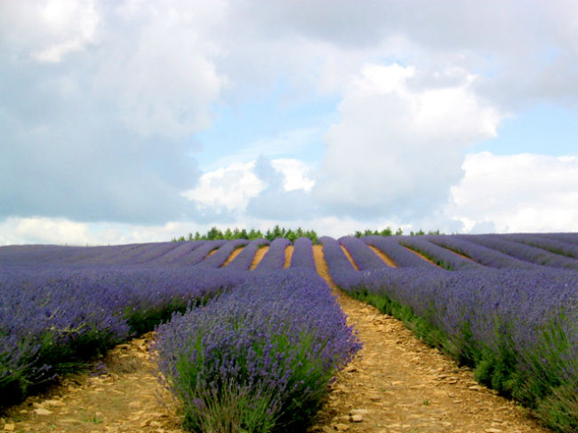 Field of lavender keeps mosquitoes away