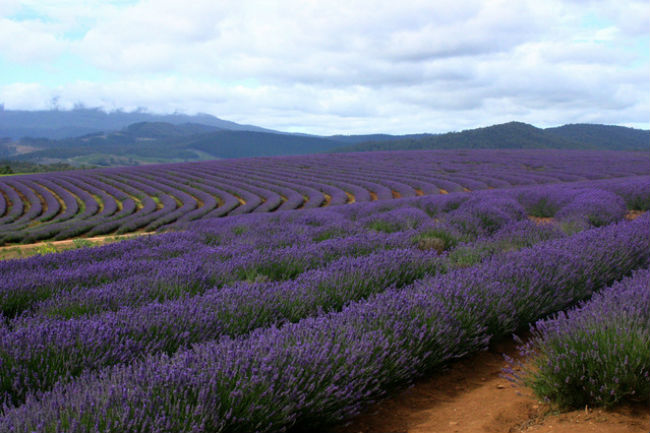 Lavender for mosquitoes spray