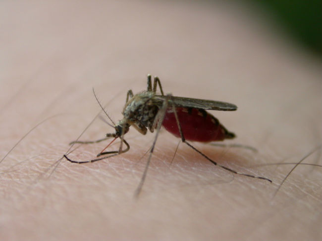 Asian tiger mosquito at the end of a meal