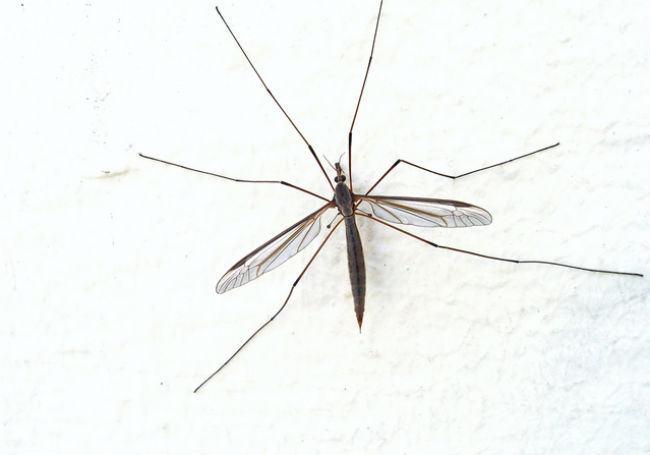 Crane fly that resembles large mosquito