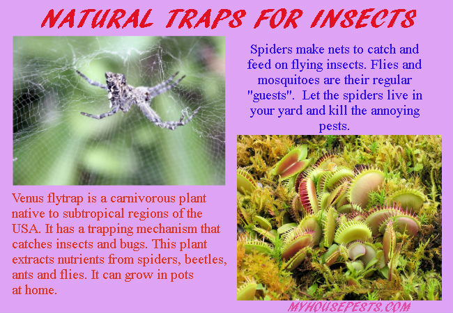 Natural enemies for flies and mosquitoes control