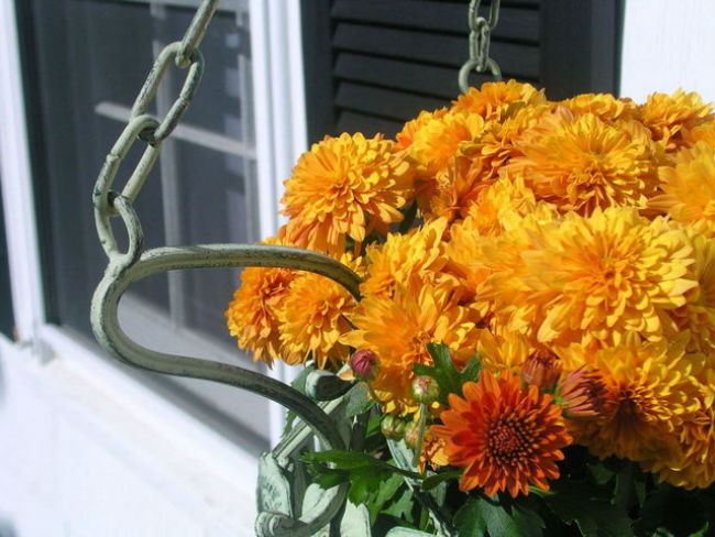 Chrysanthemums contain oils to repel mosquitoes