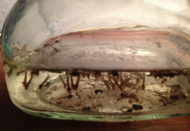 Jar as larval mosquito habitat