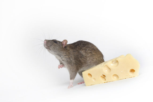Rat diet is abundant