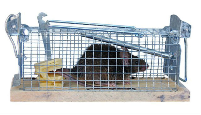 Cage trap for rat removal