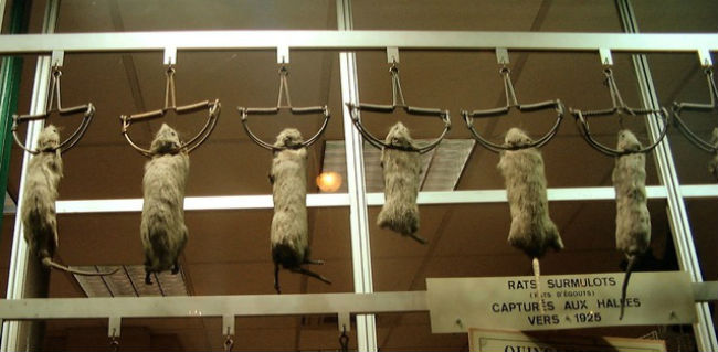 Norway rats captured by traps