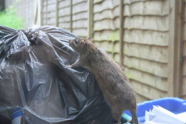 Rat in a trash container