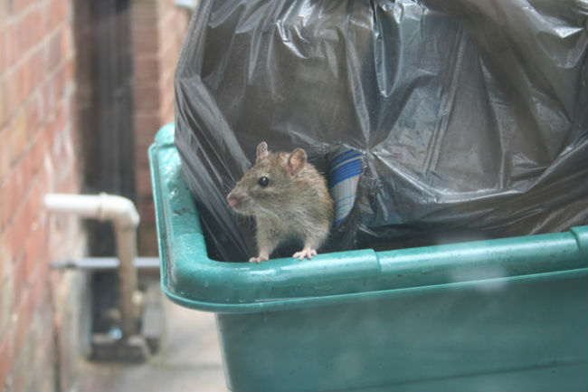 Rat problem in urban localities