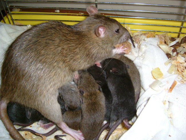 Newborn Norway rats