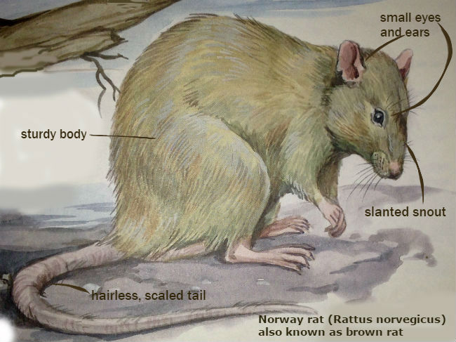 Norway rat description