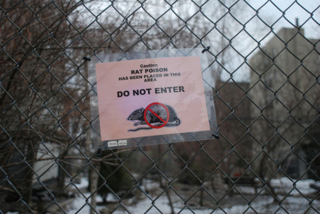 Warning sign that professionals use poison to kill Norway rats