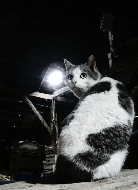 Attic cat waits to kill roof rats