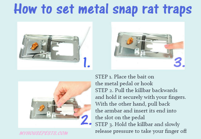 How to set metal snap rat trap