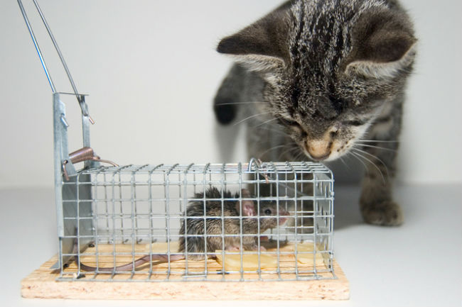 Live cage rattrap