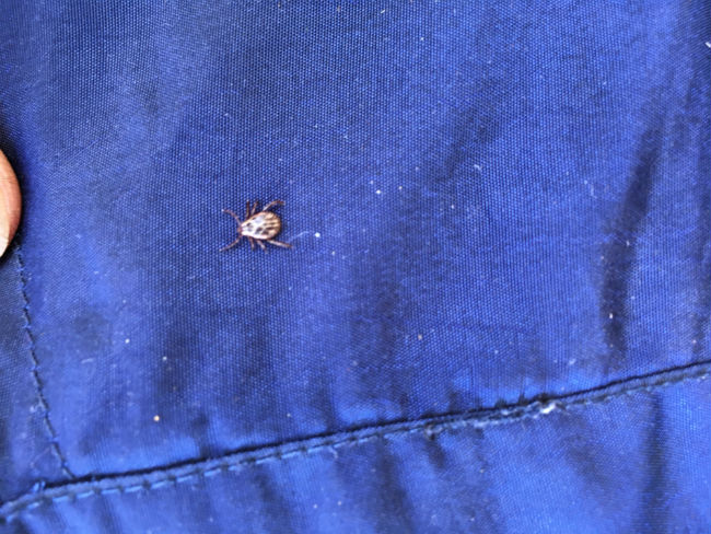 Ixodic tick crawling on clothing