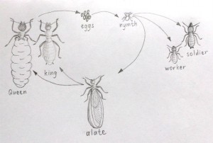 Termite life cycle