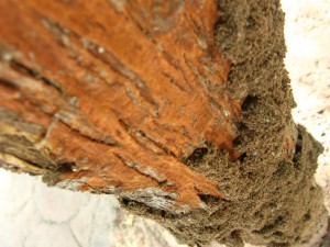 Drywood termite habitat