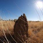 What different types of termite are there?