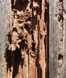Termite infested wood