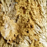 Drywood Termite Species widely-spread in the USA