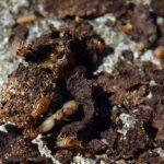 Termidor for subterranean termites: localized interior treatment diy